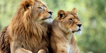 A couple posing kissing at the back of a hunted lion in the Kalahari barren region