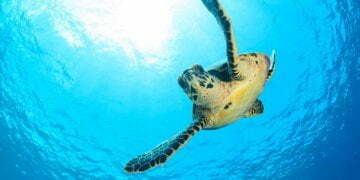 Rare sea turtles spoil nesting information in Georgia, Carolinas