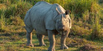 Jungle Safari in Dooars 