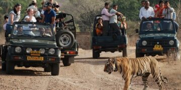 Jungle Safari – The Ultimate African Adventure